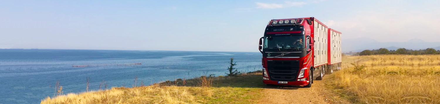 přeprava živých zvířat, přeprava prasat