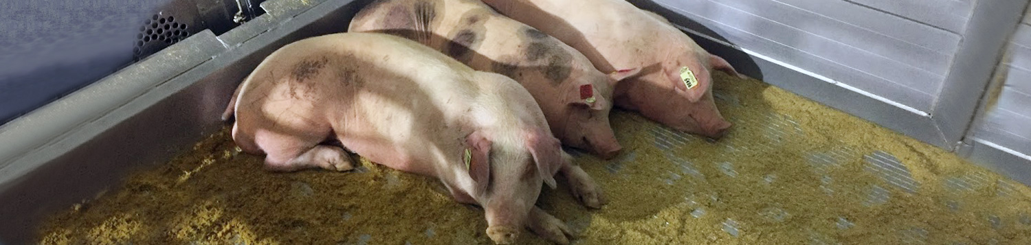 přeprava živých zvířat