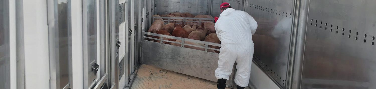 přeprava živých zvířat